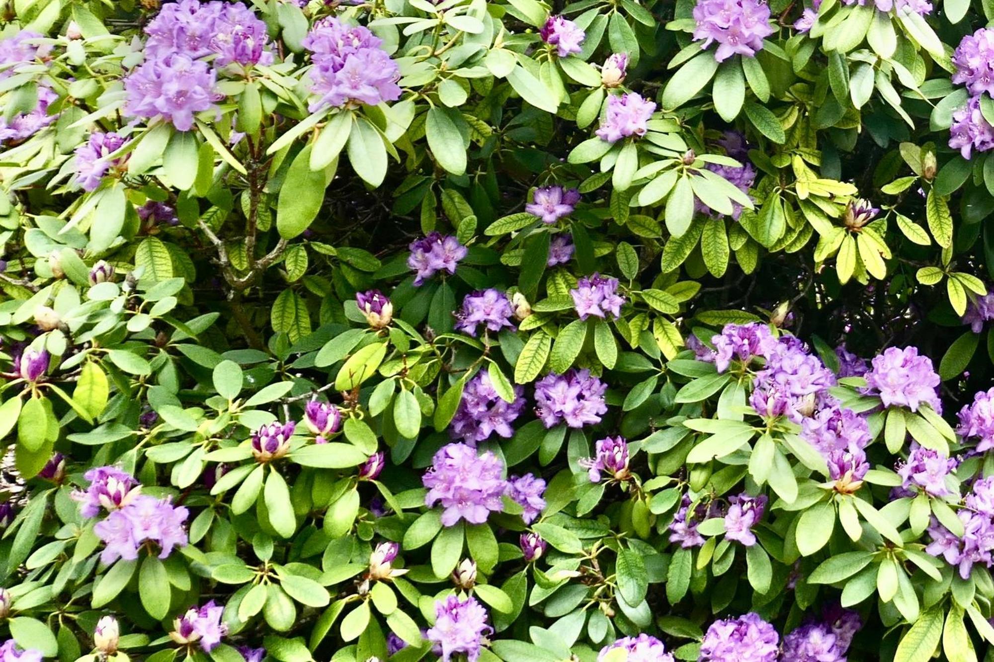 Idas Garten Bad Lauterberg Ngoại thất bức ảnh